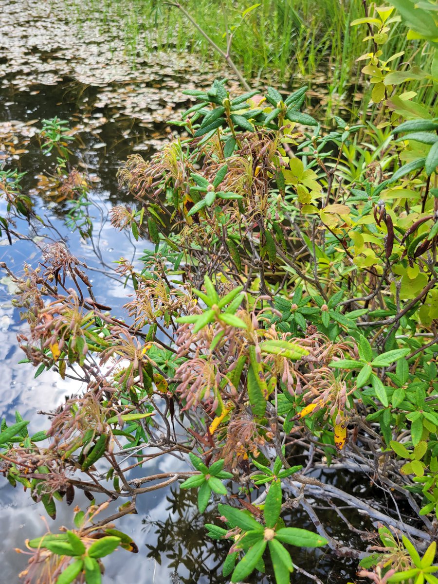 mttcrown's tweet photo. Came across this Bog Labrador tea plant during my camping trip. It smells really good.
Wiki says it's poisonous but Google says you can make tea with it?
My fellow botanists, can I eat this if I'm stranded in the wild? #botany #BCalpine https://t.co/IISTL1JsEs