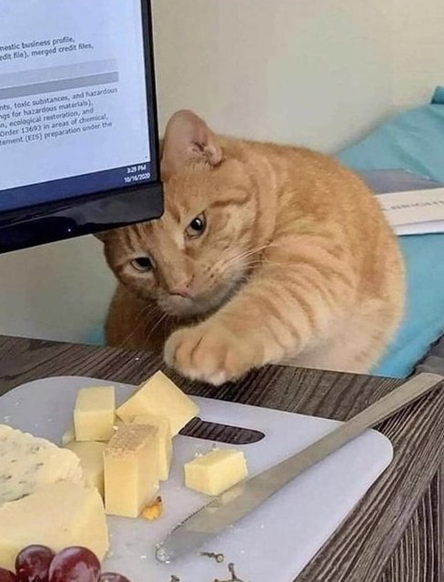 gaycatmemes's tweet photo. its my weekend vibes https://t.co/8qvtCCf5iH