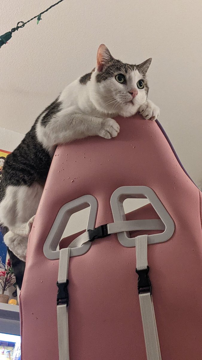 asterislost_'s tweet photo. What's popping folks? Here's my cat gazing off into the distance:D https://t.co/rDRi4Ds0bF