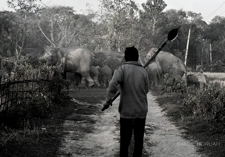 #Elephants were given the right to live and roam their lands long before us.
The numbers are there, let's pledge to secure their lands.
#ElephantDay
@narendramodi @byadavbjp @himantabiswa @moefcc @assamforest @IUCN_AsESG
PC : Rahul Boruah