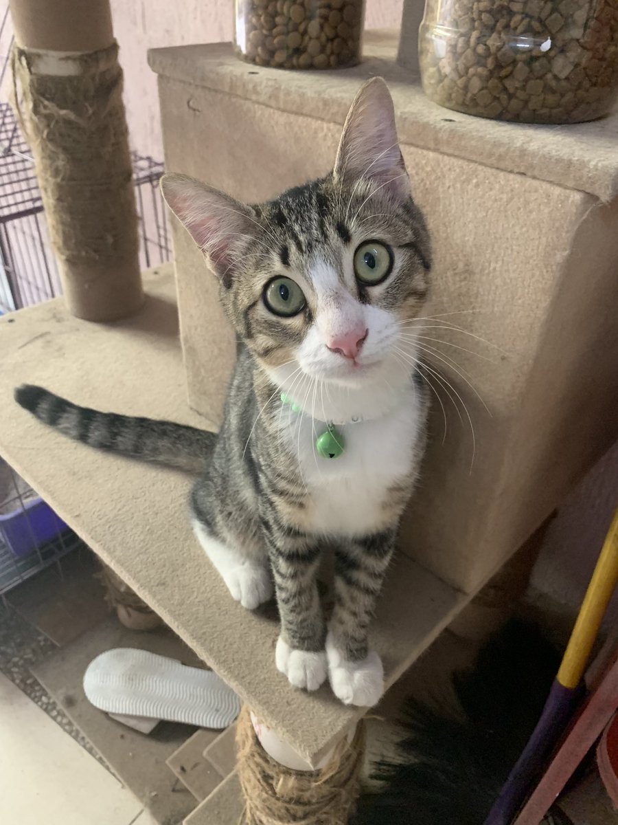 🐈‍⬛ calon suamiku alergi kucing:( jd aku mau open adopt. bersih lincah pinter, bbnya 70kg tinggi 175, dateng langsung aja gedungnya udah dibooking