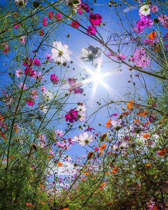 BloomableShop's tweet image. 