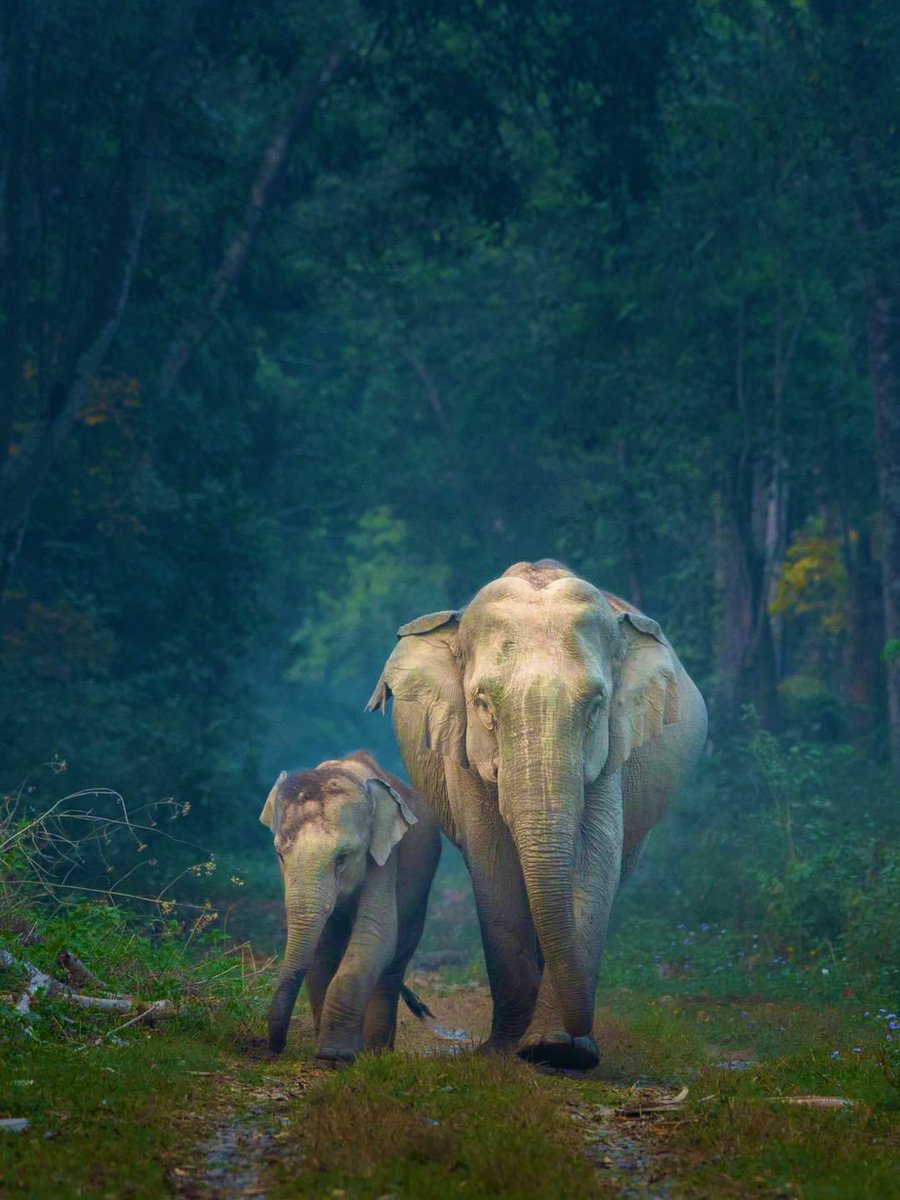 Tourism Assam tweet media
