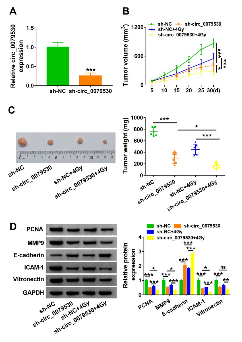 ATCS_journal's tweet photo. Advance Online Publication

Hsa_circ_0079530/AQP4 Axis Is Related to Non-Small Cell Lung Cancer Development and Radiosensitivity https://t.co/l62AYnhKTY 

#AQP4, #circ_0079530, #radiosensitivity, #miR-409-3p, #non-small cell lung cancer https://t.co/gcxeYnhGBK