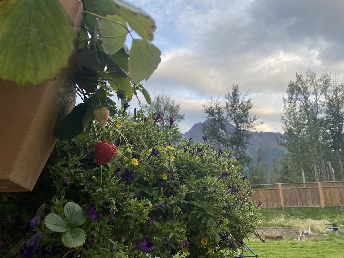 Tomorrow, my pretty, you will be mine! 🍓 #AlaskaLife #AlaskaPeakers #SparkleLounge