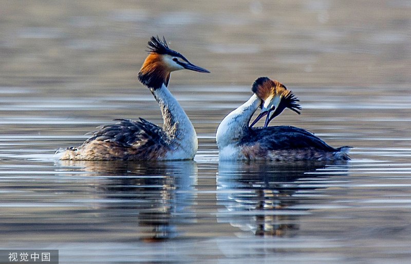 #ChinaCanvas Various birds gather in a wetland in Zhangjiakou, Hebei ...