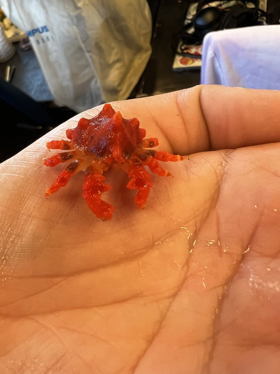prawn_princess_'s tweet photo. I am absolutely OBSESSED with this baby!!!! Lopholithodes mandtii! What a cutie!!!!!! https://t.co/XTGDYtQQcx