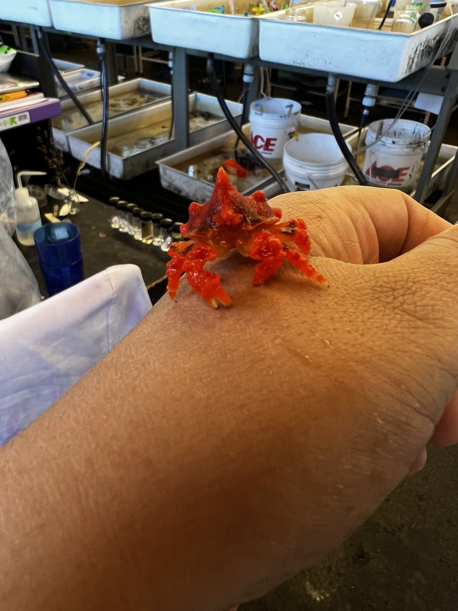 prawn_princess_'s tweet photo. I am absolutely OBSESSED with this baby!!!! Lopholithodes mandtii! What a cutie!!!!!! https://t.co/XTGDYtQQcx