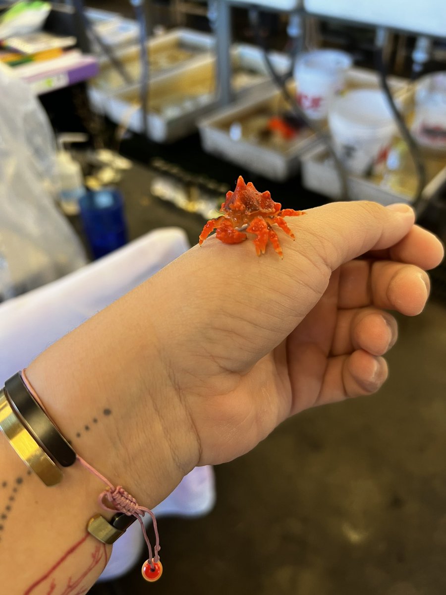 prawn_princess_'s tweet photo. I am absolutely OBSESSED with this baby!!!! Lopholithodes mandtii! What a cutie!!!!!! https://t.co/XTGDYtQQcx