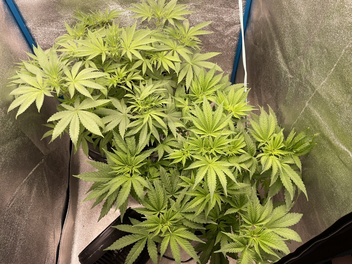 HealingNatures's tweet photo. Well, that didn’t last long 🤦‍♂️🤷‍♂️ 2 days and they filled this tent out. I started training the Buckys Breath &amp; it was game over for space. I didn’t even start training the 9lb yet🤦‍♂️ #mMemberville #growyourown #brothersinfarms #jinxproofgenetics https://t.co/L5DfouqCxe
