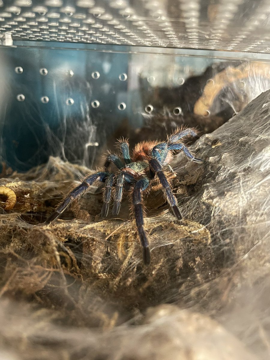 captioncrypto's tweet image. Mr skinny Legs, my GBB is all grown up! They sure do grow up fast! Lol what do y’all think?