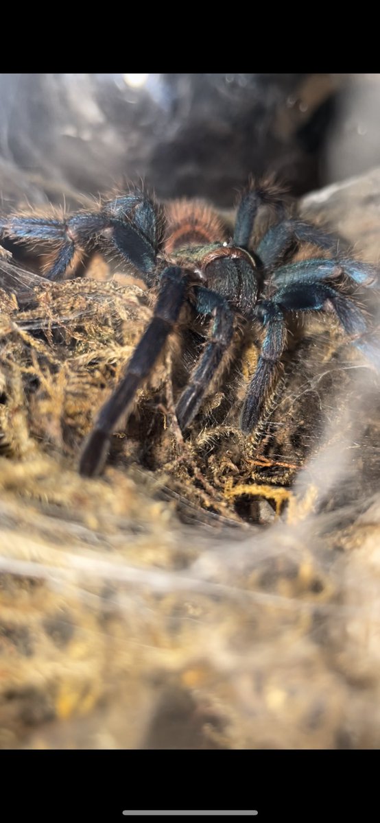 captioncrypto's tweet image. Mr skinny Legs, my GBB is all grown up! They sure do grow up fast! Lol what do y’all think?