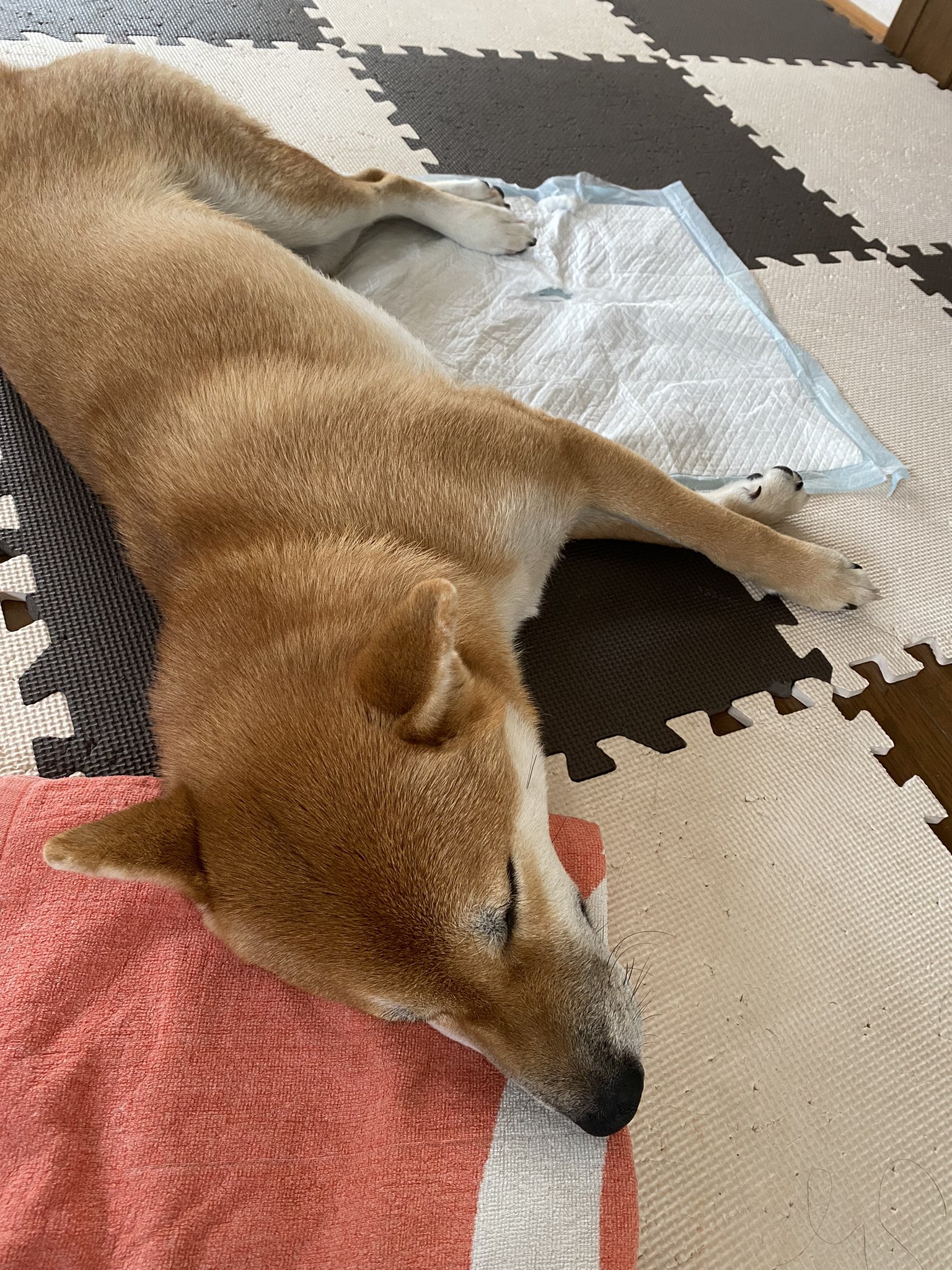 犬の嘔吐 Twitter Search Twitter