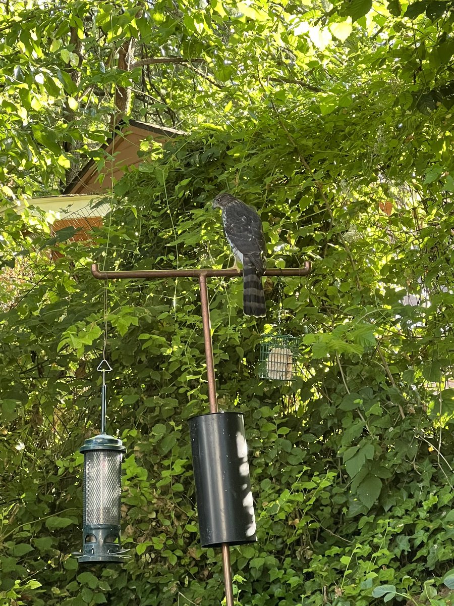 Rocks4MyFamily's tweet photo. What kind of hawk in perched in our backyard?🤔 #BirdTwitter https://t.co/RFDsWR3mye