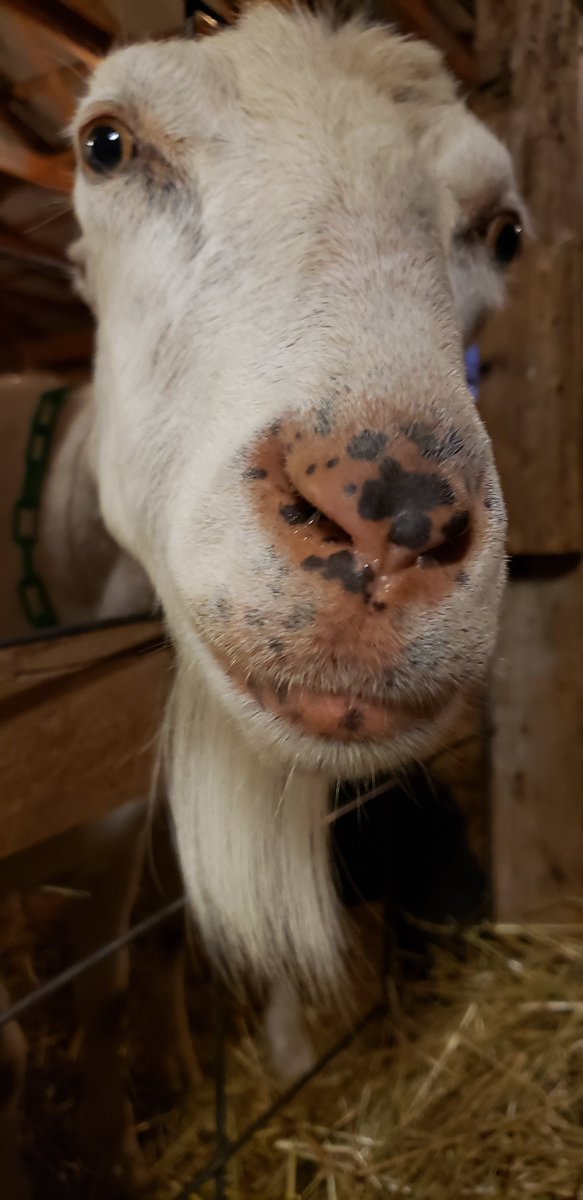 goats_of's tweet photo. These are probably the cutest freckles....ever. https://t.co/bCLFUANefk