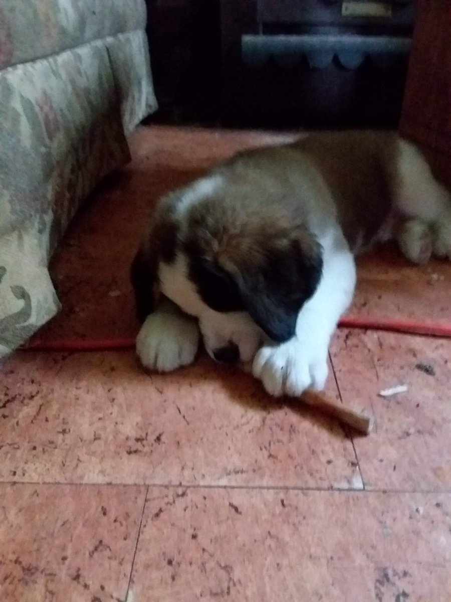 WonderDudley's tweet photo. #ThrowbackThursday Dis me at about 3 months. Iz workin' on a chewy and pretending it's a zombie. #ZSHQ https://t.co/pmMmz20aeS