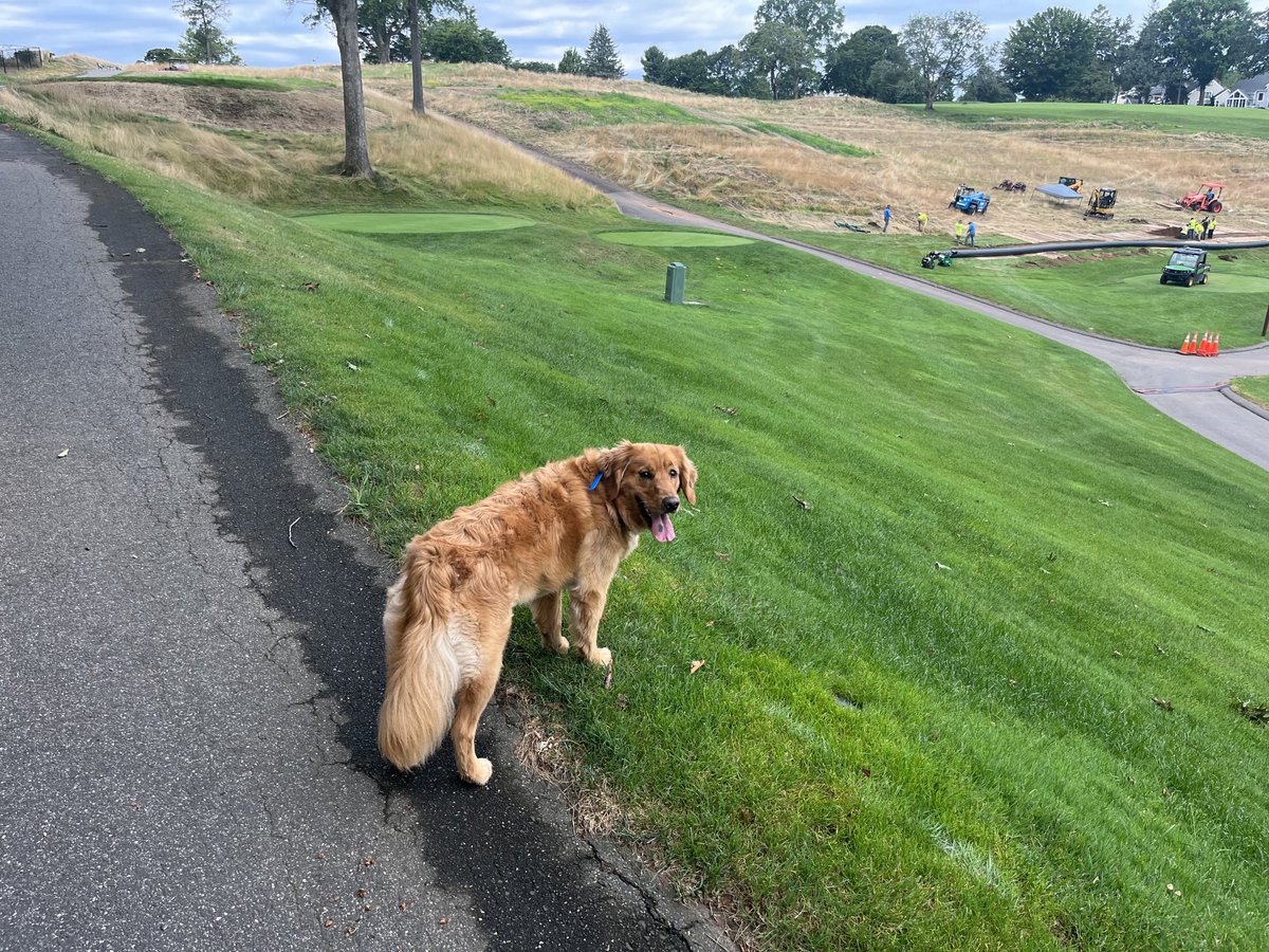 winterberryirr's tweet photo. Making great progress. Charlie is here to supervise. https://t.co/2jjpfTCjUL