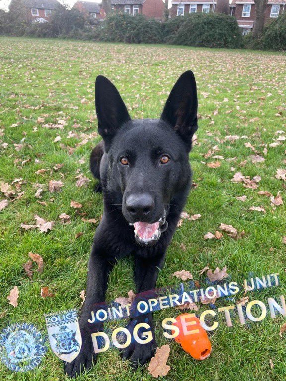 🐾 PD Watson 🐾 Earlier today in Gosport, Watson was on hand to sniff out a man who made off from police on a pedal cycle. The chap thought that climbing a 7ft wall would work for him but he didn’t count on Watson’s nose. He was arrested and remains in custody. #thenoseknows