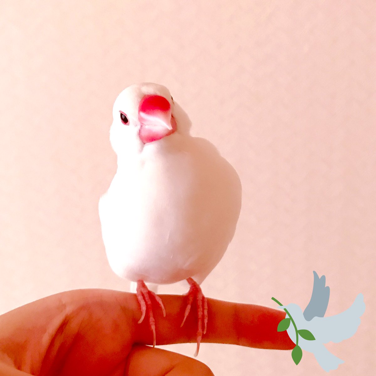 mayu_hottea's tweet photo. おはようございます！

他の用事をしてると
「あそべっ‼︎」
と言って来るのに、こっちから『遊ぼ〜♪』と近寄ると、ちょっと引かれる💧

#文鳥 #放鳥 #一方通行 #片想い https://t.co/UBFlV3VTnQ