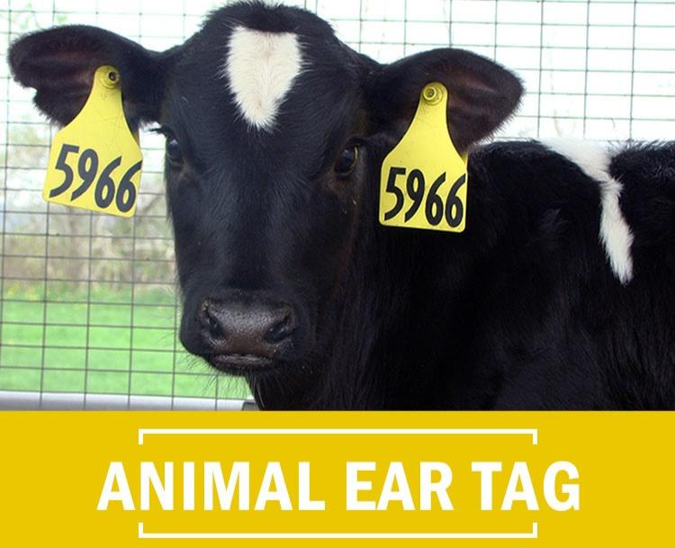 lligent farming management through the use of IoT RFID technology enables rapid increases in production capacity and promotes rapid development of the farming industry.#RFID #Animal tags

Website: rrarigatti.com
Ady: +86 18250209773 (WhatsApp)
Emai: Ady@rrarigatti.com