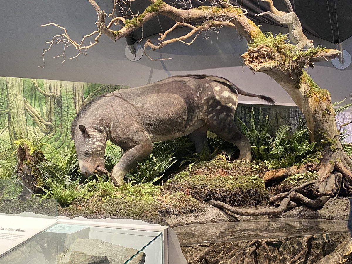 cannahonee's tweet photo. Hung out at the Royal Terrell’s museum https://t.co/wP8ZVywOnv