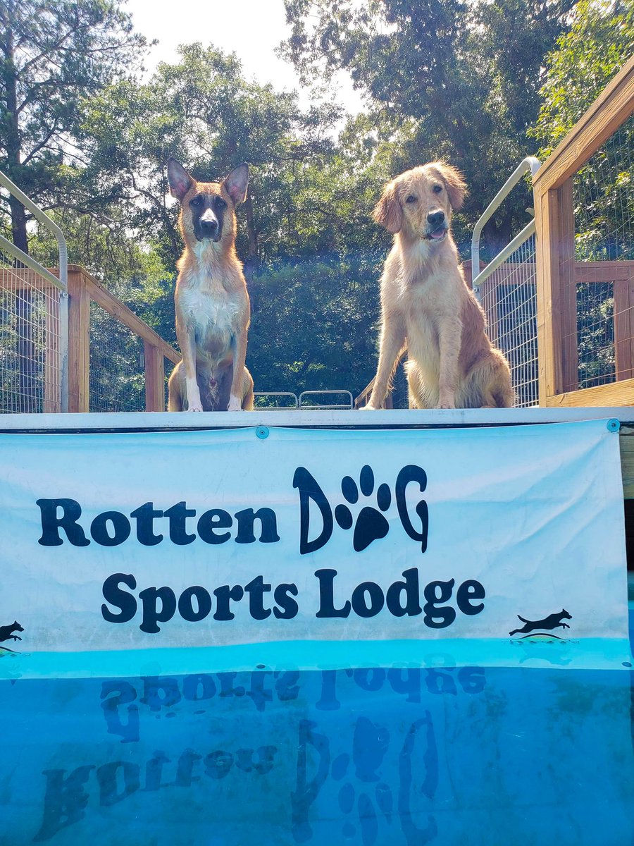 fumkles's tweet photo. Fun in the pool with Cider’s boyfriend Kraken! https://t.co/n9xulpfecZ