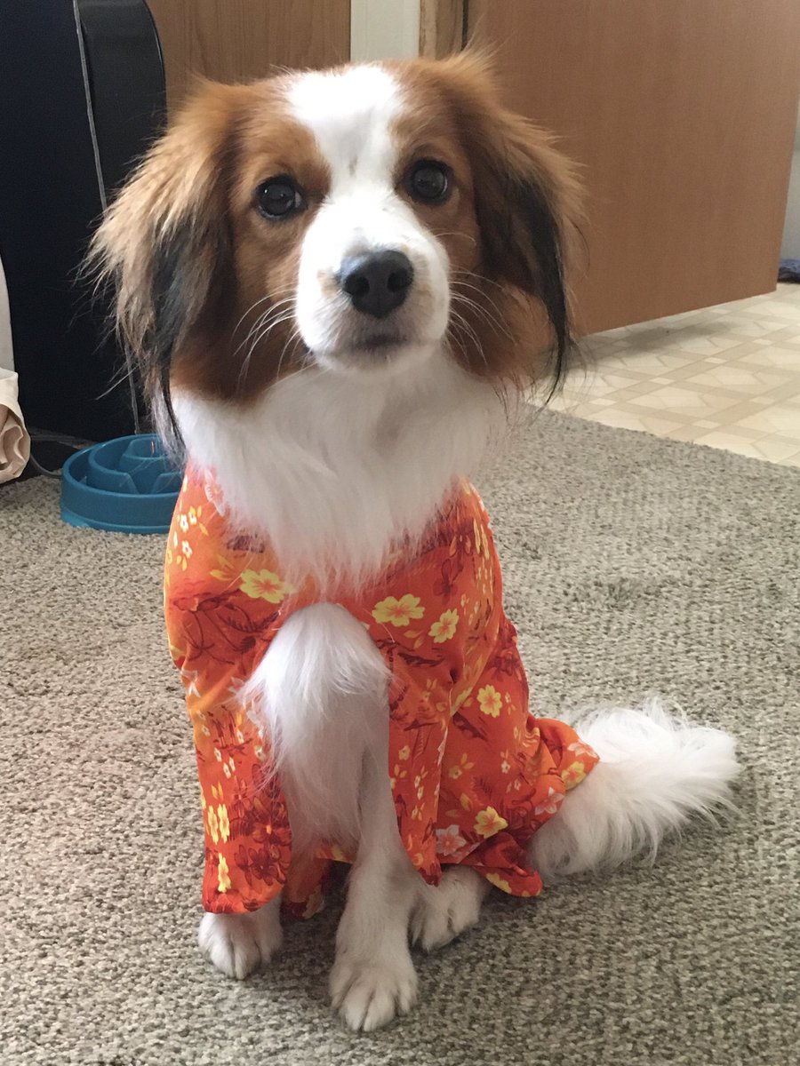 can’t stand how cute she is 🥺💖

#kooikerhondje #dogsoftwitter #twitterdogcommunity