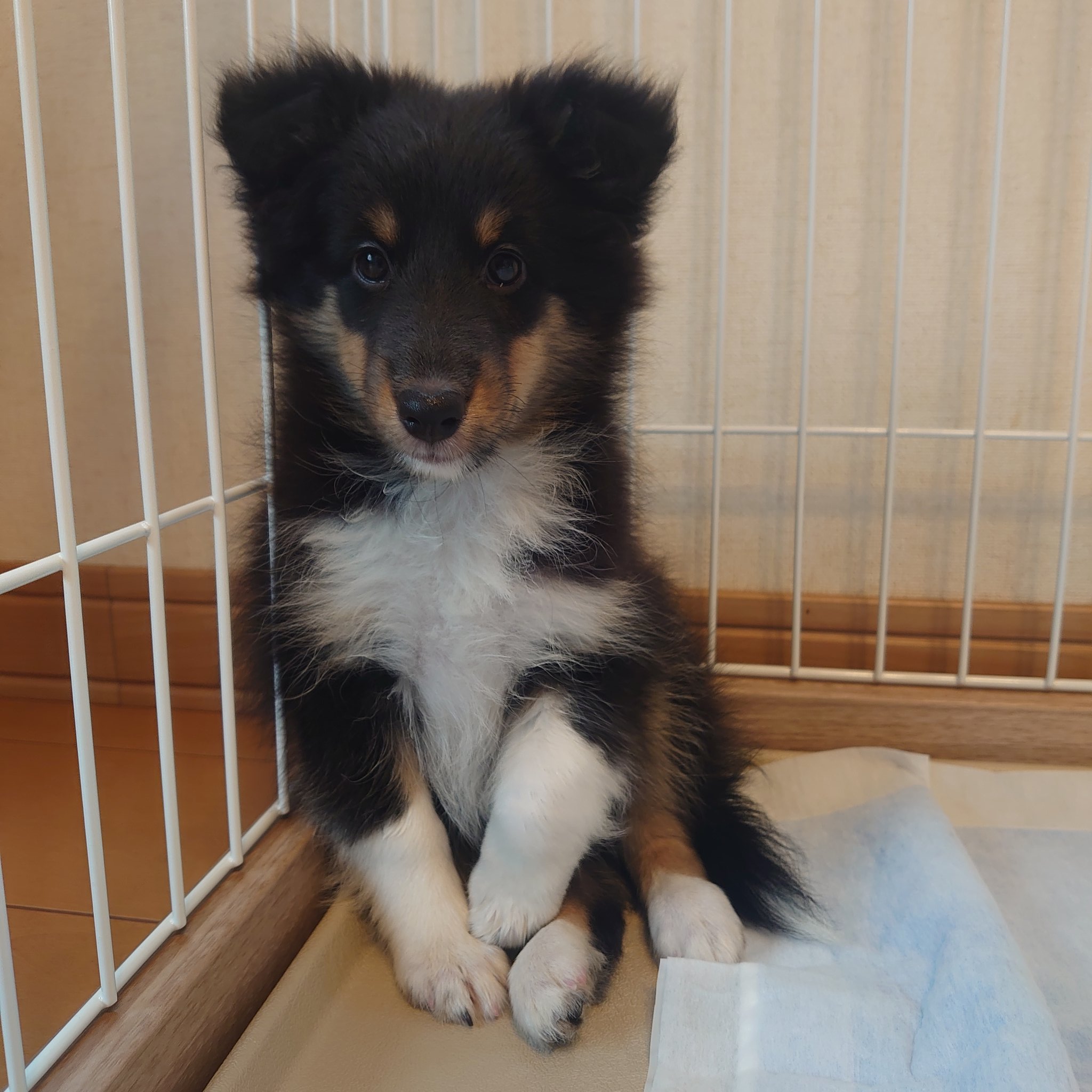 ルビィ シェルティ トライカラー Ruby Sheltie610 Twitter