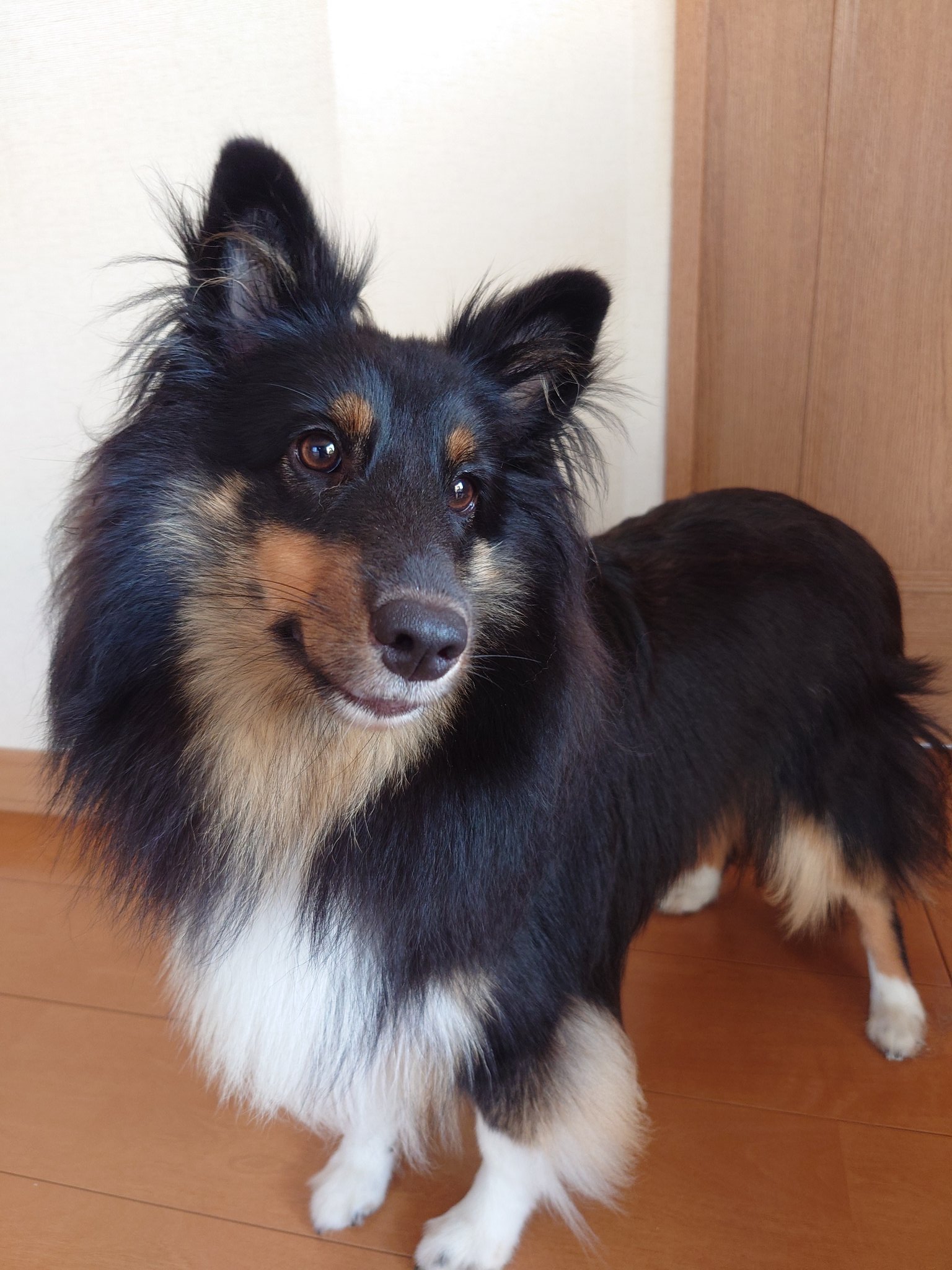 ルビィ シェルティ トライカラー Ruby Sheltie610 Twitter