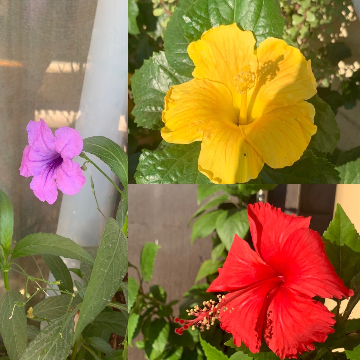 Sonaana24's tweet photo. #Bloom with #grace, where planted ✨🌱🌺🌱#morningmusing #Inspiration #flowerphotography #nature #lifeandhope #fridaymorning #morningmotivation #GardeningTwitter #garden https://t.co/CVPFgnfQDv