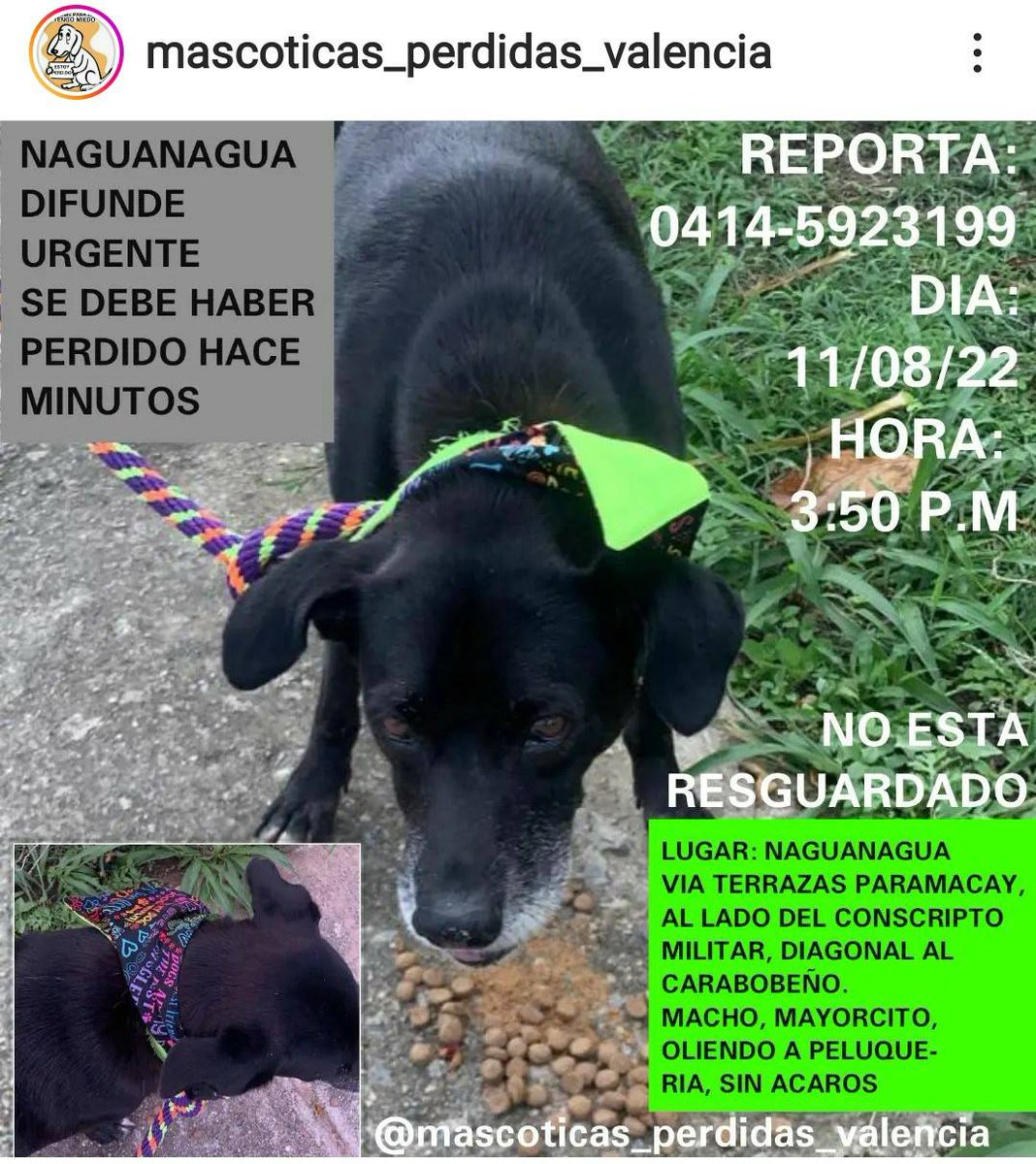 PerroUsuario's tweet photo. #EXTRAVIADO NAGUANAGUA. Busca a su familia https://t.co/IRKzL2Ue6M