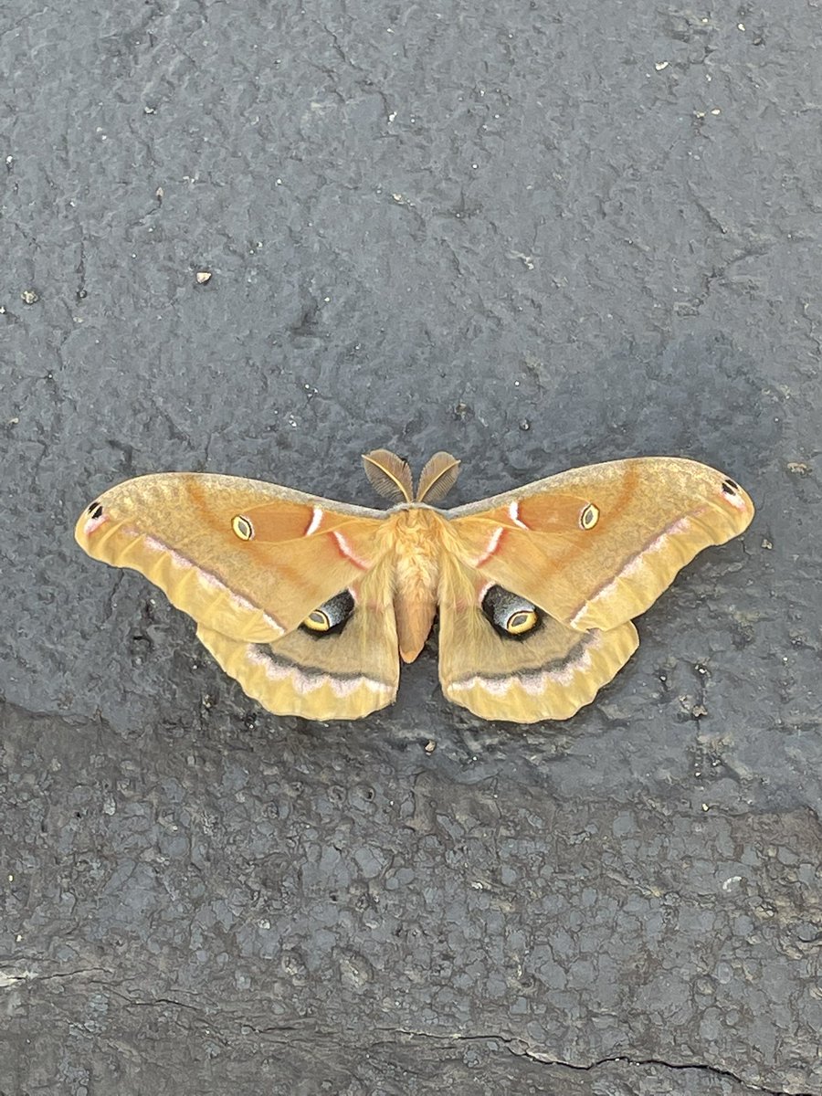 Ms. Korte Science tweet media