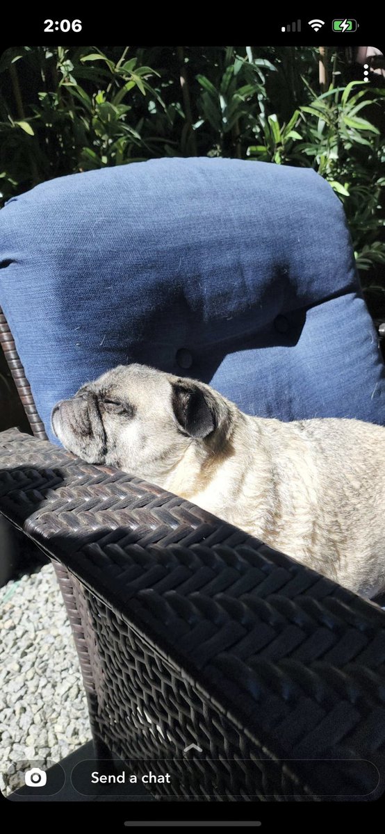 My grandpuppy Heisenberg the Pug loves sleeping in the sun. 😎 #Pug #ilovepugs #grandpuppy #puglove #pugsoftwitter #pugsnotdrugs @RealPuppyLovers @PupsPorn @dog_rates #dogsoftwitter 💙