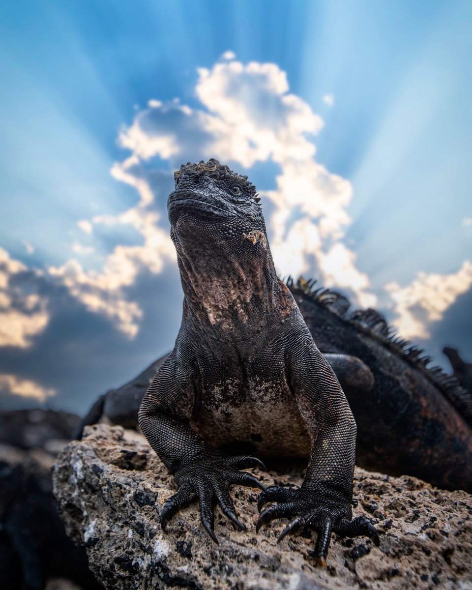 One of the many iconic animals of the #Galápagos Islands I saw on my expedition with <a href="/QuasarEx/">Quasar Expeditions</a>, the marine iguana. One of my favorite because they look exactly like tiny little Godzillas 🦖