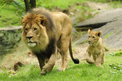 RamsancheSahu's tweet photo. Lion 🦁 The king of forest https://t.co/CyXHw2lP0x