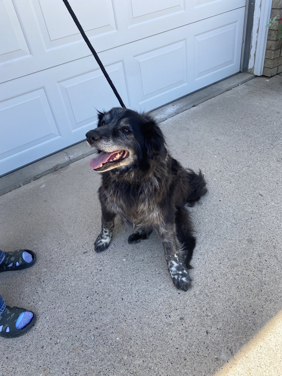 FOUND: This older female dog was found near the Broxburn area. 

If this is your dog, please call our CPO at 403-915-6212. Proof of ownership is required.
