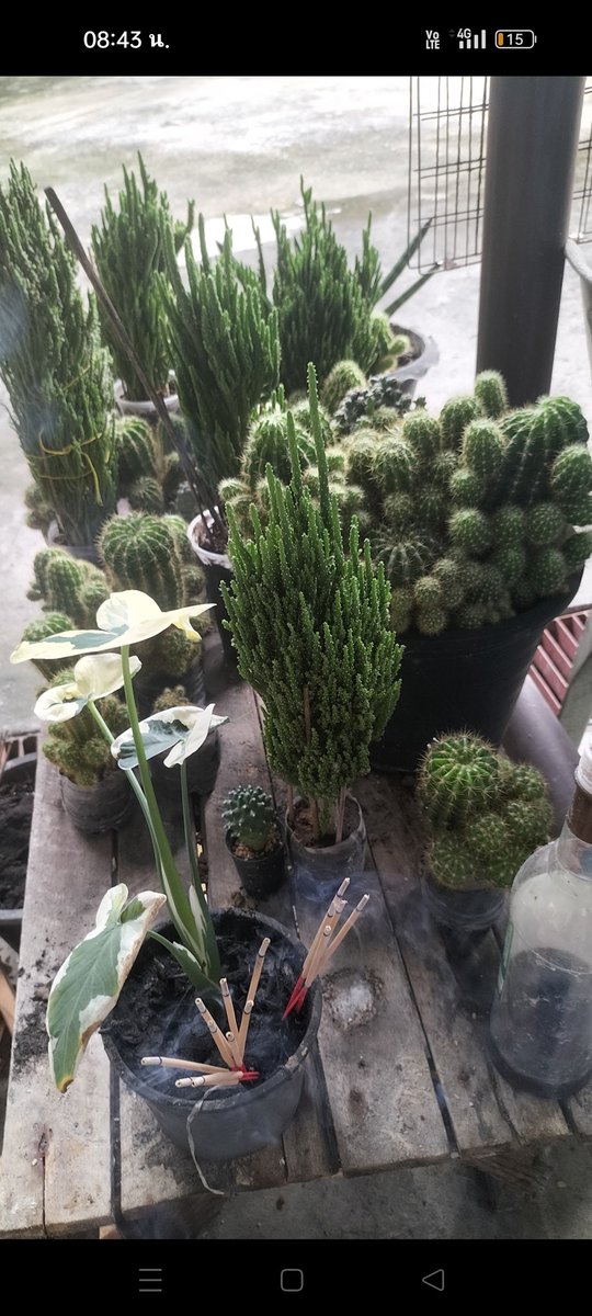 Hatarii25551's tweet photo. #นวดอุบลนอกสถานทึ่
#นวดไทย
#นวดน้ำมัน
วันนี้วันพระคิดสิ่งไดสมใจดั่งปรารถนา ด้วยเทอญ https://t.co/zMSazGSCPo