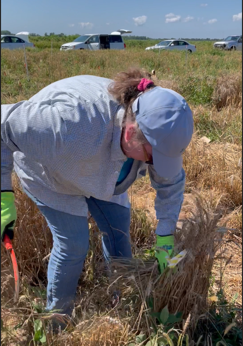 WheatInnovation's tweet photo. What a Dream #TeamWheat 2022 FHB nursery is out. Went like breeze..... on a hot humid day? #ThankYouAll
@SDState @wheatsd https://t.co/3TRwcsEznb