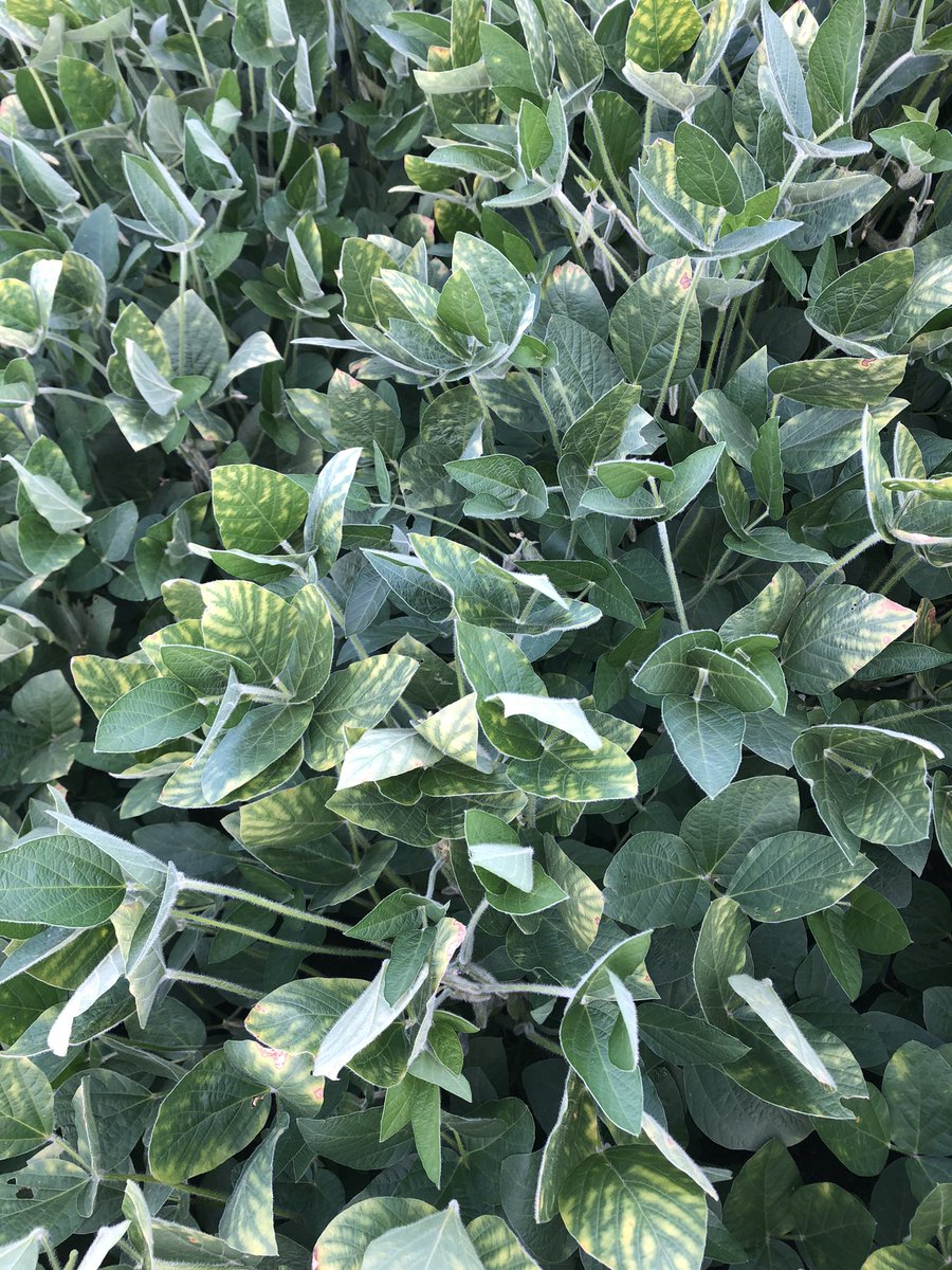 gorams79's tweet photo. Starting to see SDS show up in late group 2 soybeans as they switch to R4. Some are treated with Saltro. Some in commercial fields and plots. I’m afraid it’s just just the beginning… @AgSwtP2 @Bean_Dork https://t.co/tR2rjVDZzf