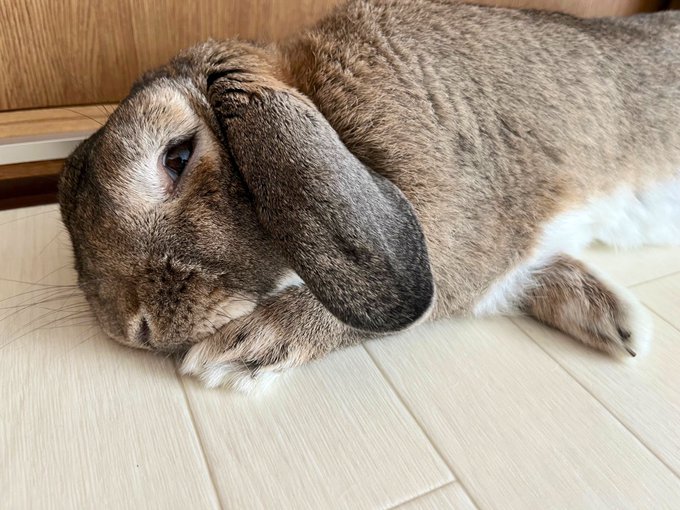 何故か寝る時必ずクロスするうさぎの手 