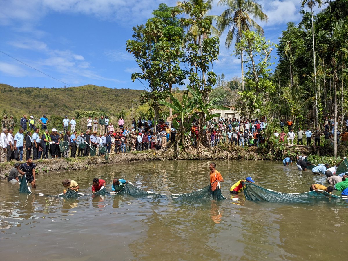 Harvesting ceremony for farmed tilapia in Leohitu, #TimorLeste. It marks the start of the harvesting season for 200+ fish farmers in 🇹🇱. @TaurDe @TimorEmbassyNZ @USAIDTimorLeste @WorldFishCenter