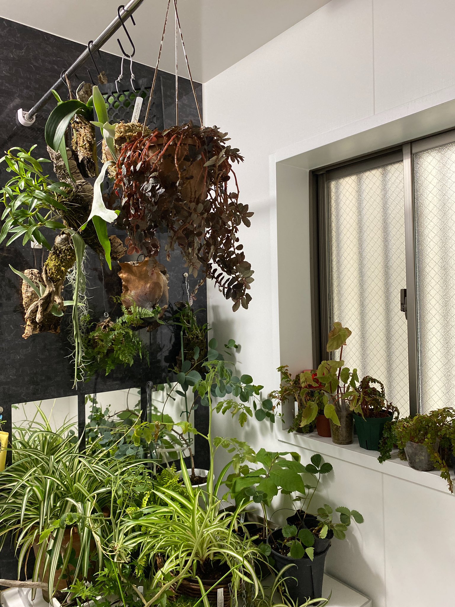 Boildegg Tamago3 玄関の外に置いてある植物をお風呂場へ避難させた 普段から緑があればお風呂楽しいのになぁ T Co Knbyihtijv Twitter Boildegg Tamago3 玄関の外に置いてある植物をお風呂場へ避難させた 普段から緑があればお風呂楽しいのになぁ T Co Knbyihtijv Twitter