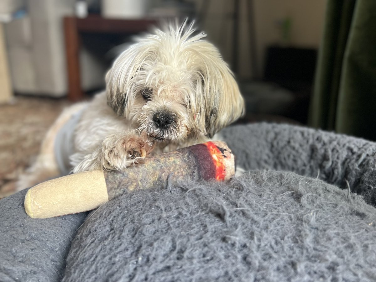 tr0picalgoth's tweet photo. If my deaf, blind, one eyed dog can roll a fat joint, you can too. #havefaith #dog #weeddog https://t.co/NqhFH5DADb
