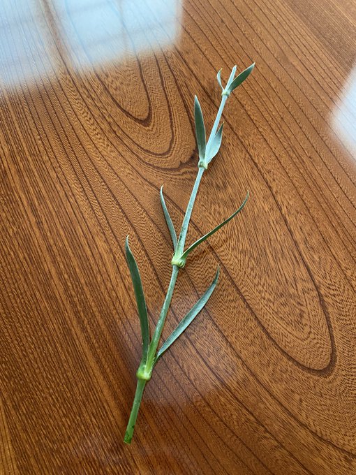ただ、よくフォロワさんにおすすめしてる身なので平等にレビューすると、本来入ってるべきだったカーネーションの頭がなかったんだ…。どうしてもたまに事故はあるんだけど、これはとりあえずお問合せしてみる!▼招待コード入力で、ロスレスブーケが【10%OFF】5F3Y 