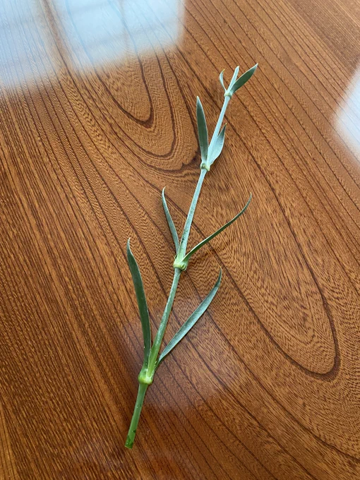 ただ、よくフォロワさんにおすすめしてる身なので平等にレビューすると、本来入ってるべきだったカーネーションの頭がなかったんだ…。どうしてもたまに事故はあるんだけど、これはとりあえずお問合せしてみる!▼招待コード入力で、ロスレスブーケが【10%OFF】5F3Y 