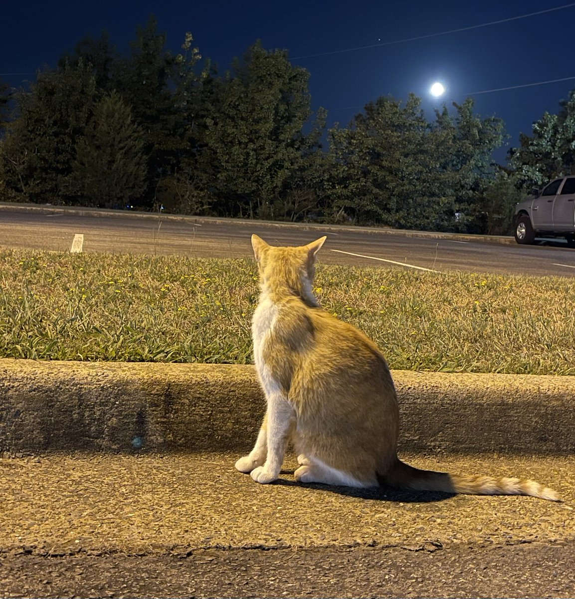 NWSLittleRock's tweet photo. It's no secret that cats enjoy fish... The evening shift wasn't surprised when they ran into Tarmac getting a quick glimpse of the Sturgeon Supermoon. #TarmacTheWeatherCat #supermoon #arwx https://t.co/Pl4qlHAqds