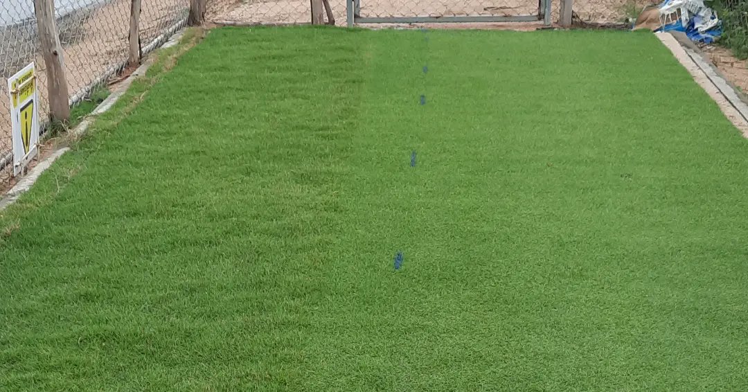 Taylor76Nigel's tweet photo. Finally got over to see our trial plots of the new zoysias, some special grasses in this trial. Definitely some standouts that will be out in the market soon, changing the way turf surfaces look &amp; play, can't wait!
@STSAsia @bladerunnerfarm #zoysiagrass #turflife #turfmanagement https://t.co/o58o2IEww0