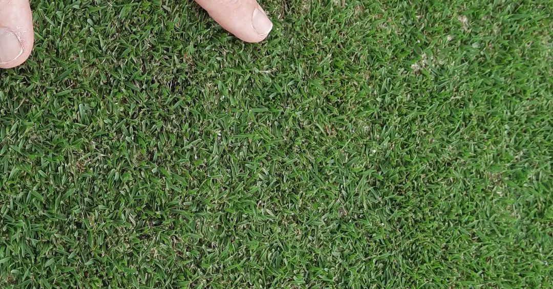 Taylor76Nigel's tweet photo. Finally got over to see our trial plots of the new zoysias, some special grasses in this trial. Definitely some standouts that will be out in the market soon, changing the way turf surfaces look &amp; play, can't wait!
@STSAsia @bladerunnerfarm #zoysiagrass #turflife #turfmanagement https://t.co/o58o2IEww0