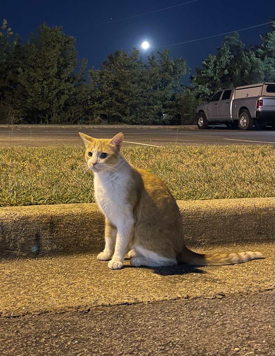 NWSLittleRock's tweet photo. It's no secret that cats enjoy fish... The evening shift wasn't surprised when they ran into Tarmac getting a quick glimpse of the Sturgeon Supermoon. #TarmacTheWeatherCat #supermoon #arwx https://t.co/Pl4qlHAqds