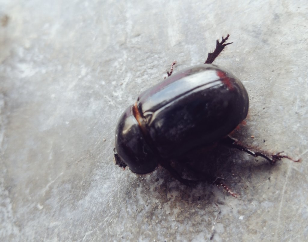 Este escarabajo es hermoso